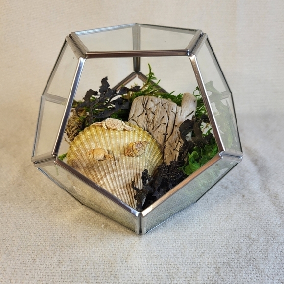 Ethically Sourced Ocean Scene in Terrarium - Picture 1 of 11